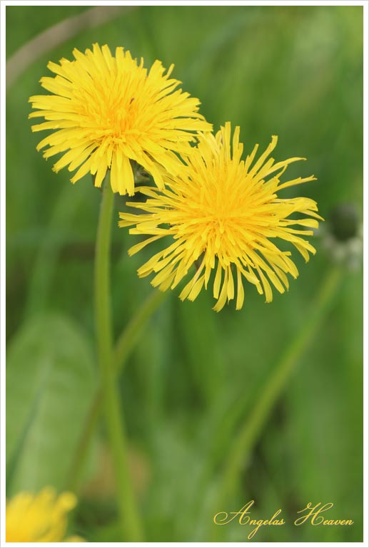 Dandelions