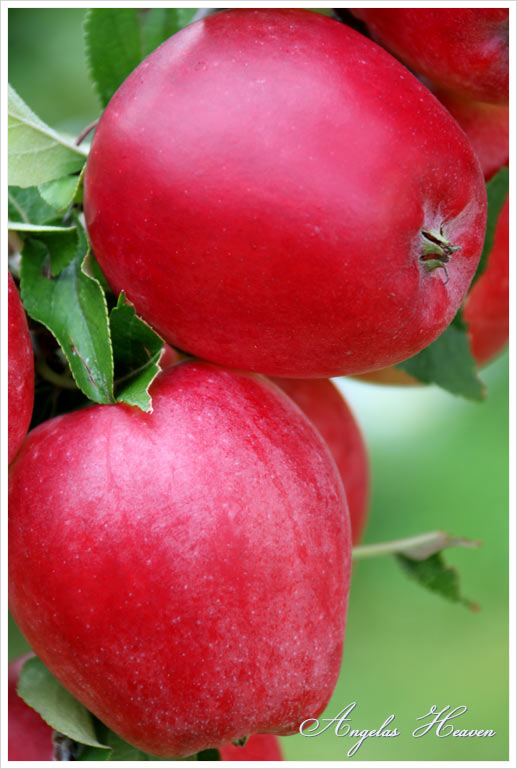 Health-benefits-of-eating-apples