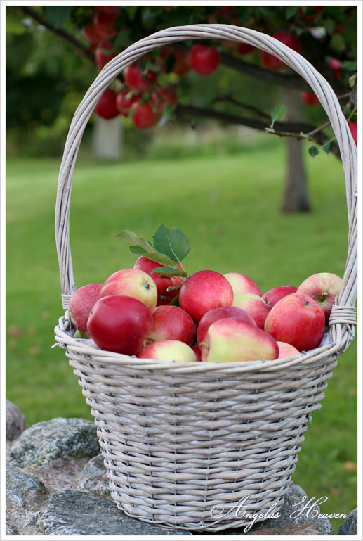 Homemade-applesauce-with-cinnamon6