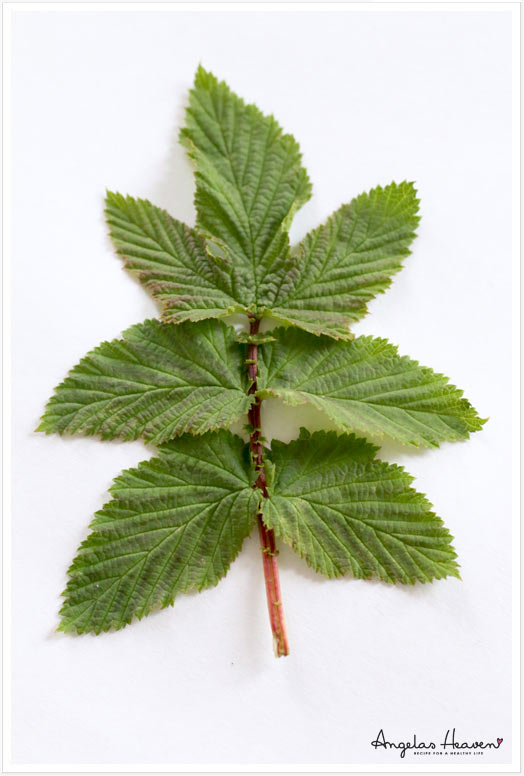 healthy meadowsweet 