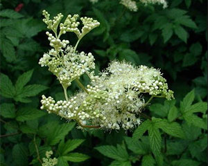 meadowsweet2